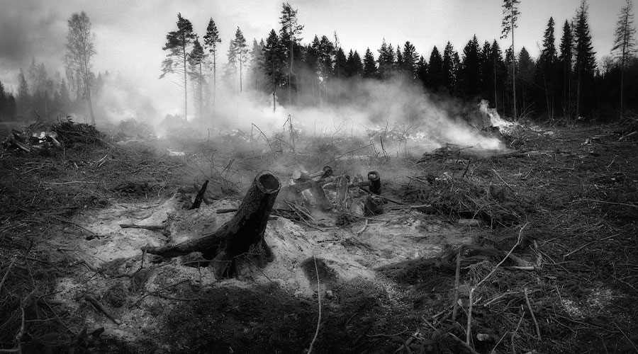 Propriétaires forestiers : Feu de forêt, que faire après ?