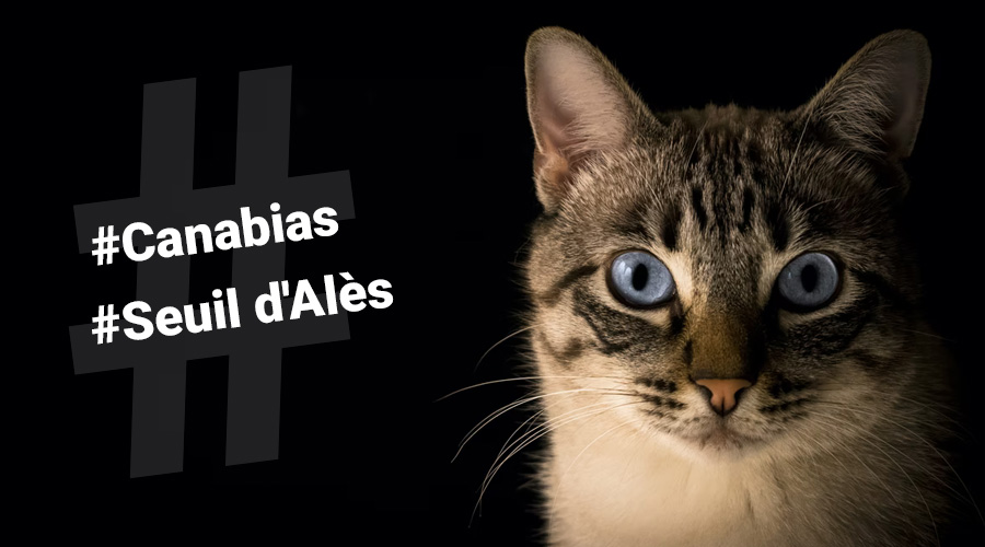Campagne de stérilisation des chats errants semaines 50 et 51 - Secteurs Canabias et Seuil d'Alès